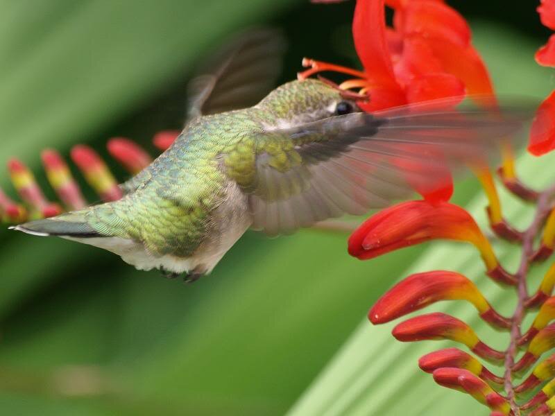 Hummingbird Feeding — Red, Active