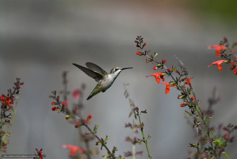 Hummingbird Feeding — Red, Calm, Afternoon, Photograph, Flowers