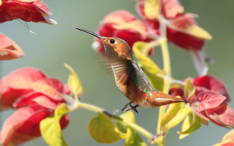 Hummingbird Feeding — Red, Calm, Afternoon, Photograph