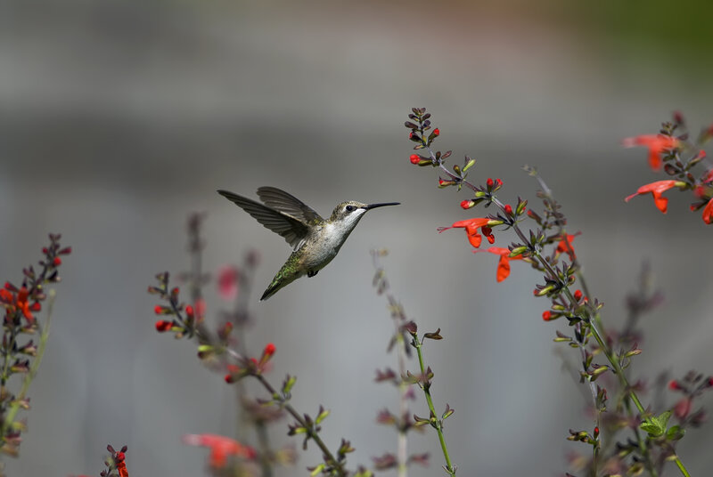 Hummingbird Feeding — Red, Calm, Afternoon