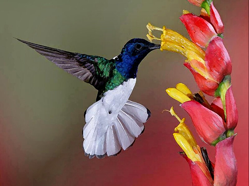 Hummingbird Feeding — Red, Calm, Digital Art