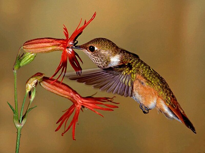 Hummingbird Feeding — Red, Calm, Photograph, Flower, Wing