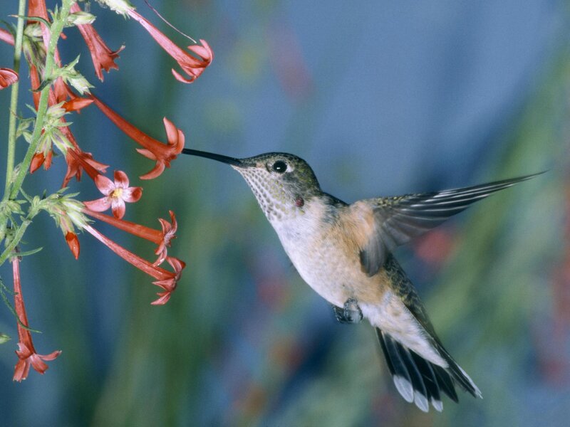 Hummingbird Feeding — Red, Calm, Photograph, Flowers