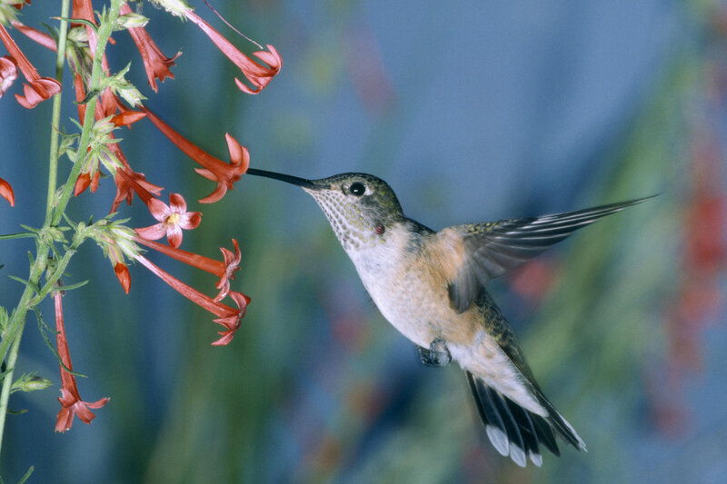 Hummingbird Feeding — Red, Calm, Photograph, Flowers, Wing Motion