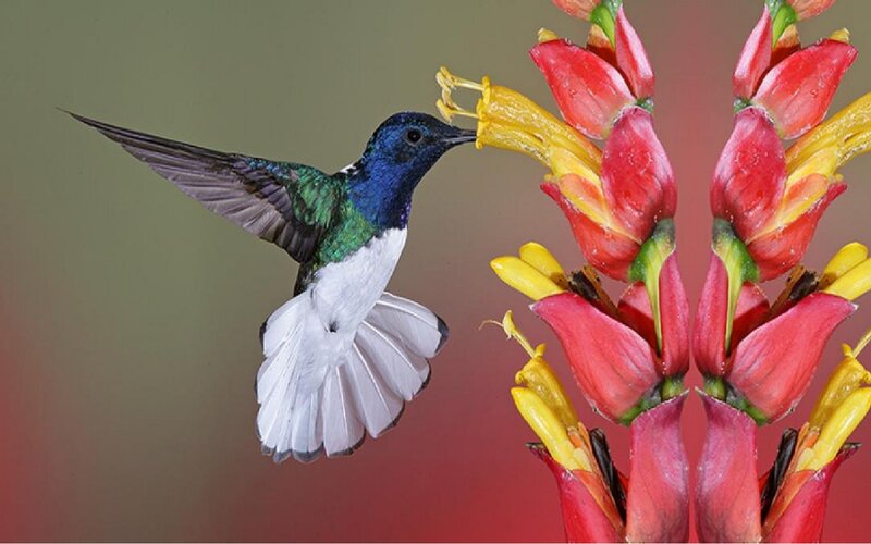Hummingbird Feeding — Red, Calm, Photograph
