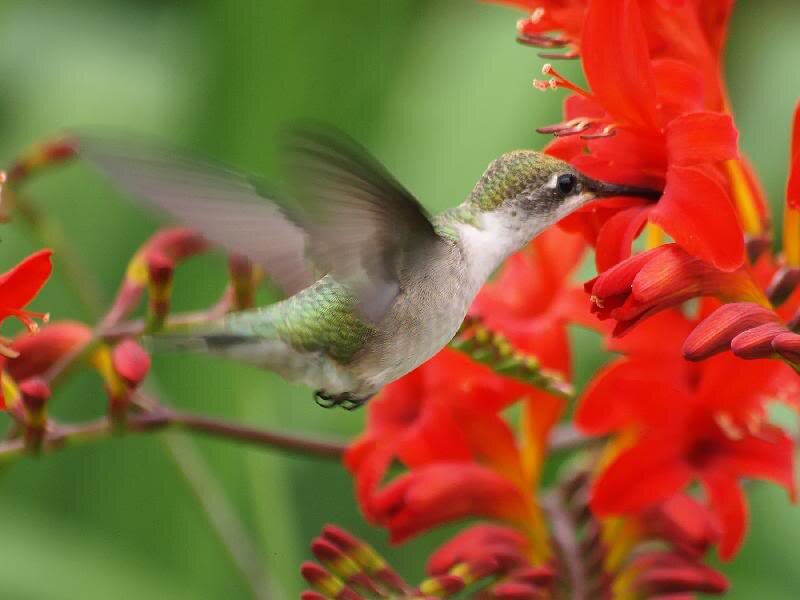 Hummingbird Feeding — Red, Calm