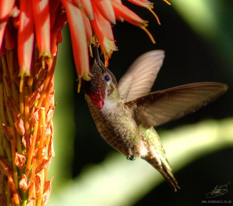 Hummingbird Feeding — Red, Natural, Afternoon, Photograph, Flower