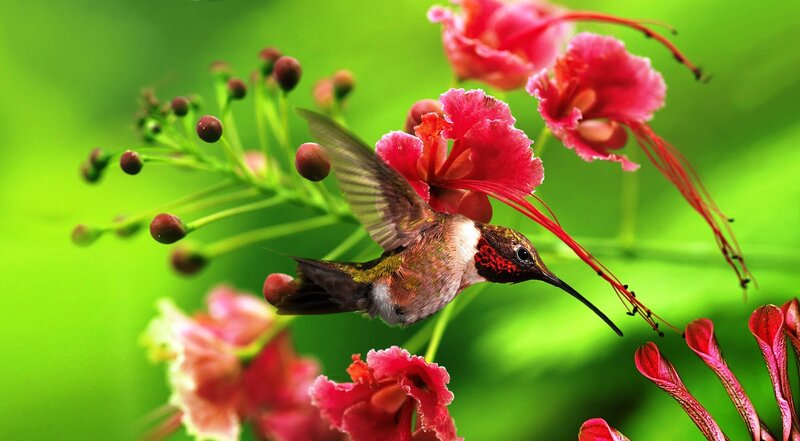 Hummingbird Feeding — Red, Natural, Afternoon, Photograph, Flowers