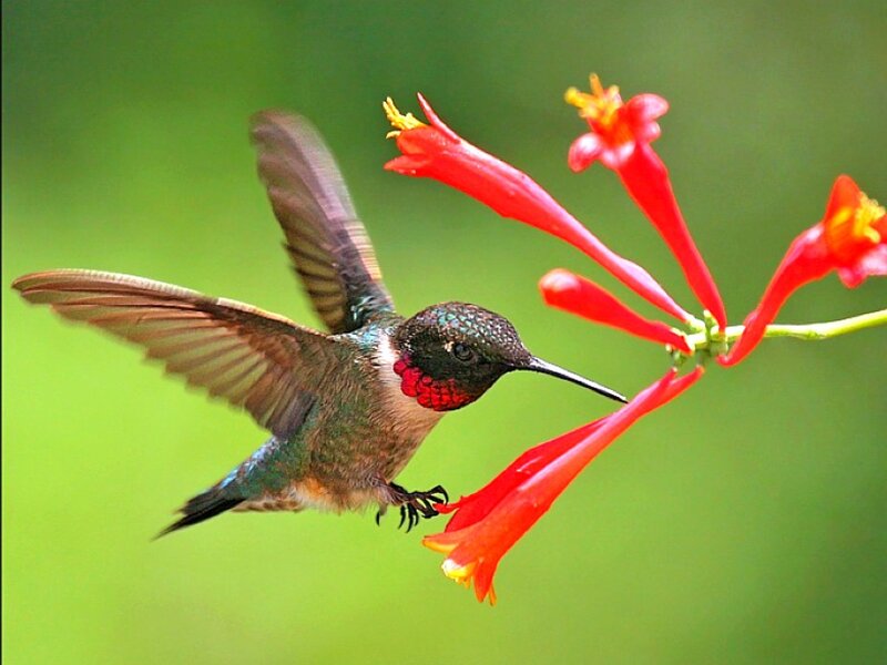 Hummingbird Feeding — Red, Natural, Afternoon, Photograph, Flowers, Wing Motion
