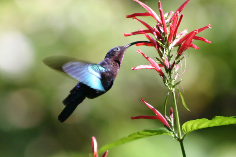 Hummingbird Feeding — Red, Natural, Afternoon