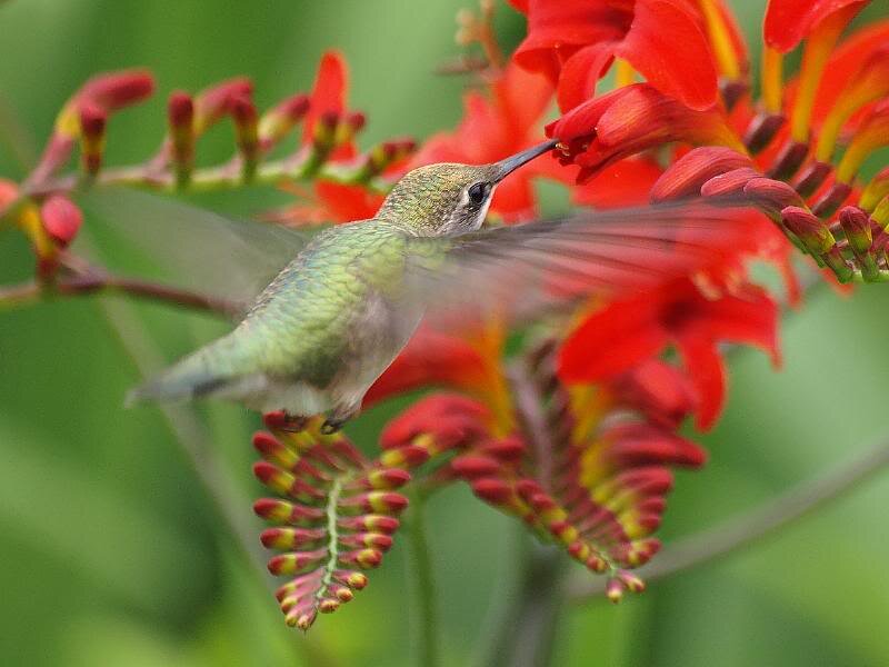 Hummingbird Feeding — Red, Natural