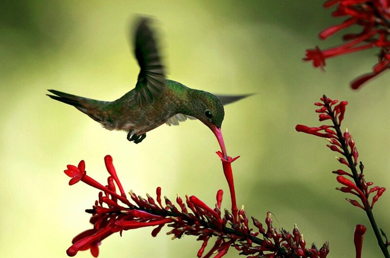 Hummingbird Feeding — Red