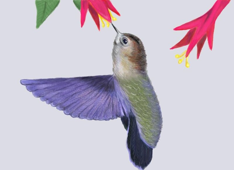 Hummingbird Feeding
