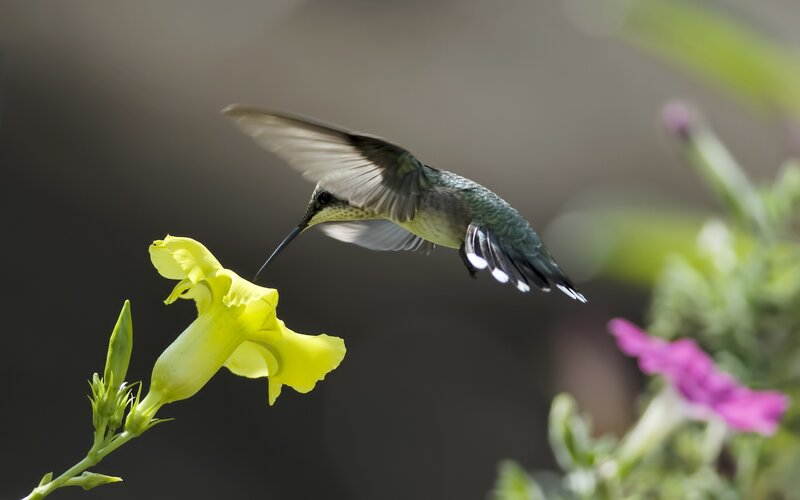 Hummingbird Feeding — Yellow