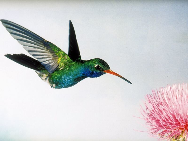 Hummingbird Flying — Green, Calm