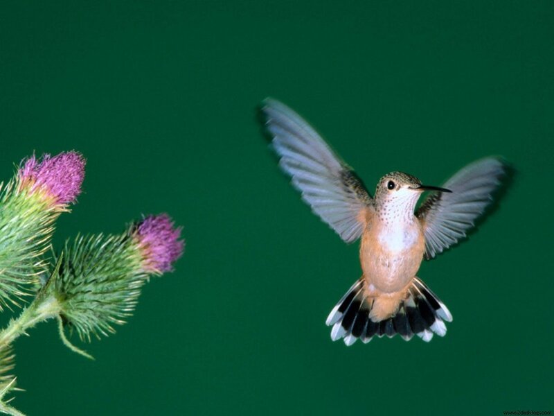 Hummingbird Flying