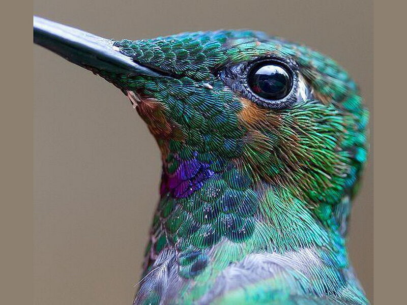 Hummingbird Head — Green