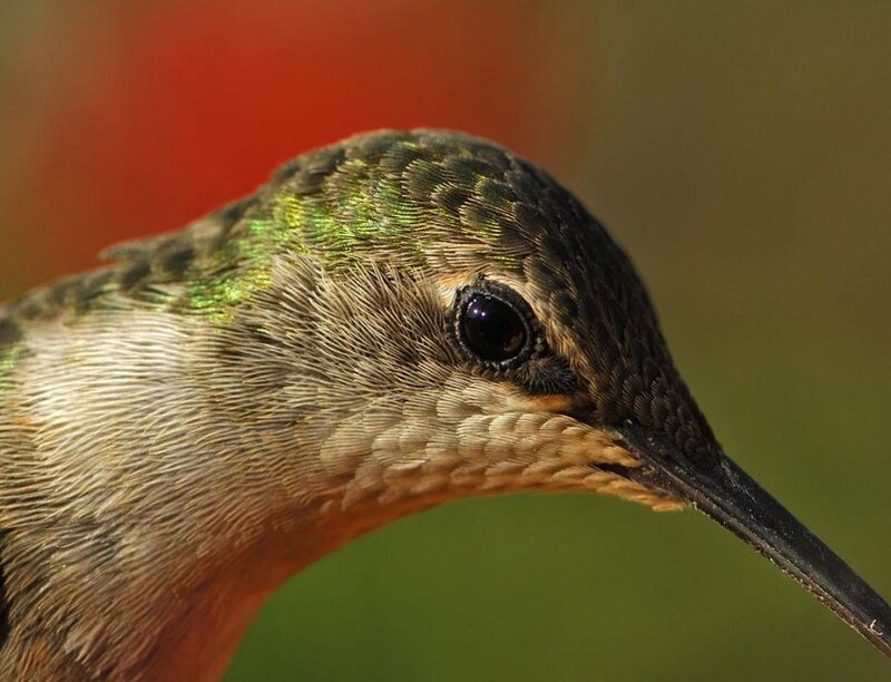 Hummingbird Head