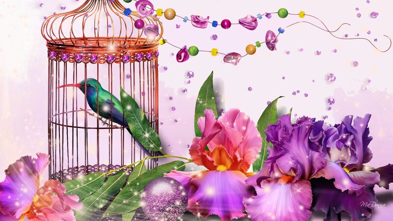 Hummingbird in Cage