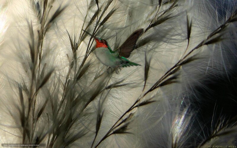 Hummingbird in Feathers