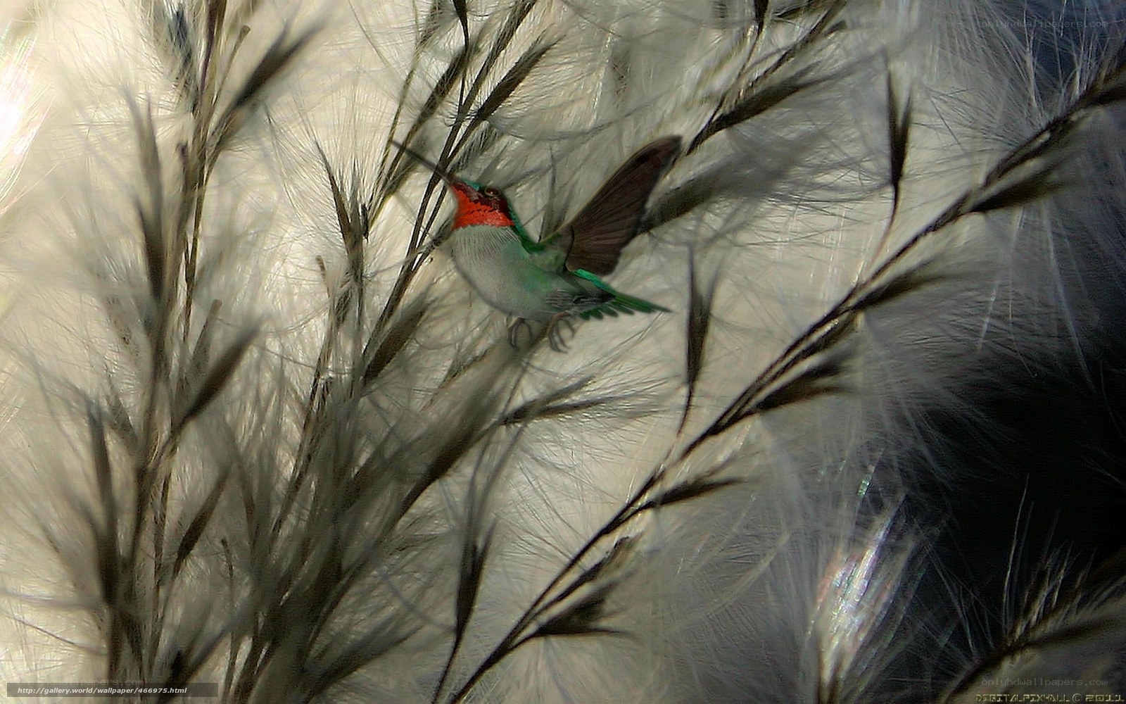 Hummingbird in Feathers