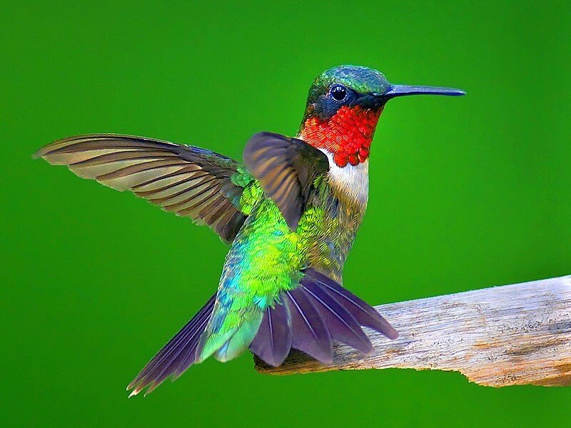 hummingbird in flight