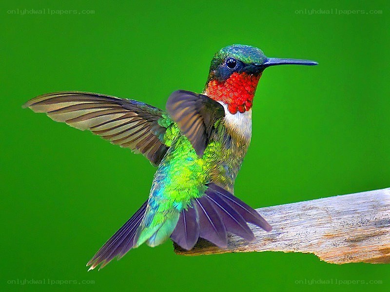 hummingbird in flight