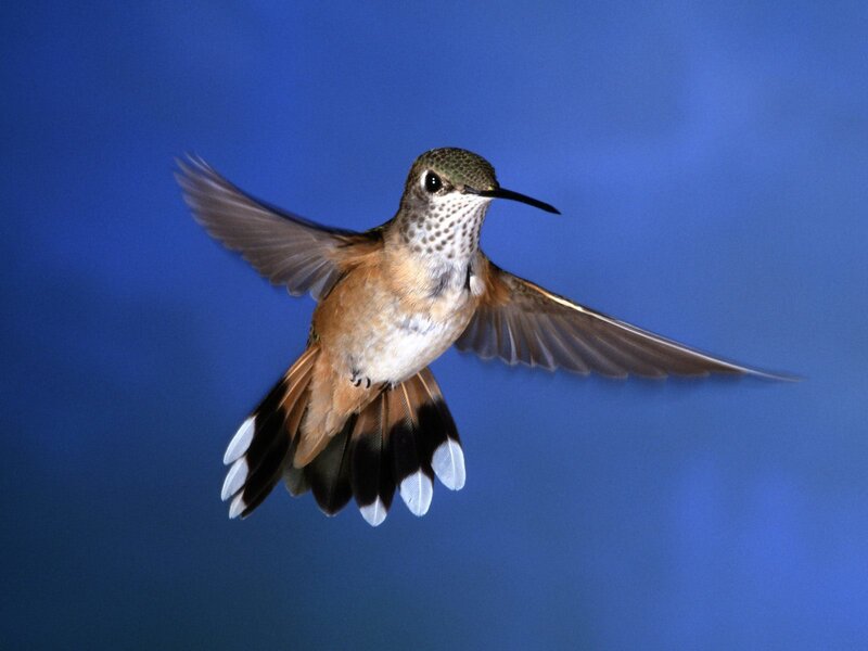 hummingbird in flight