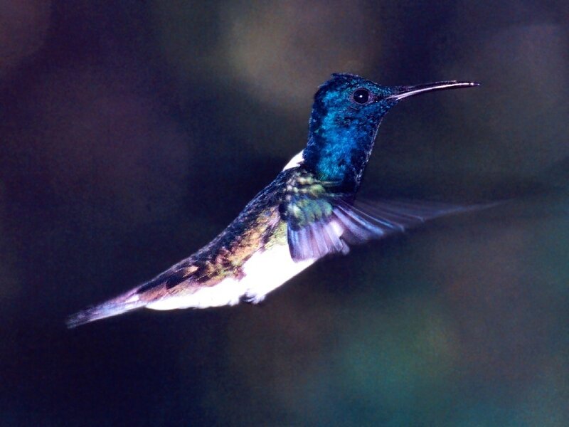 hummingbird in flight