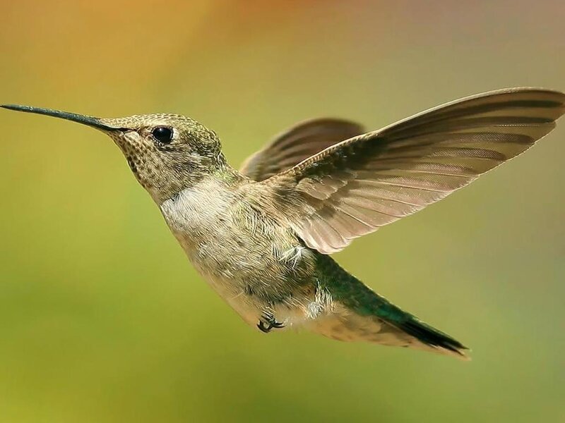 hummingbird in flight