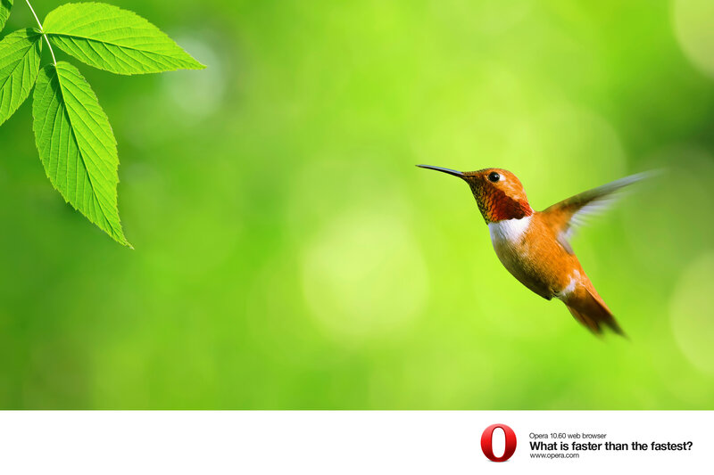hummingbird in flight