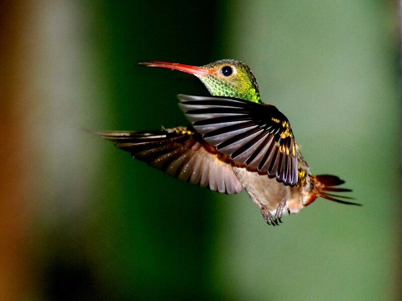 hummingbird in flight