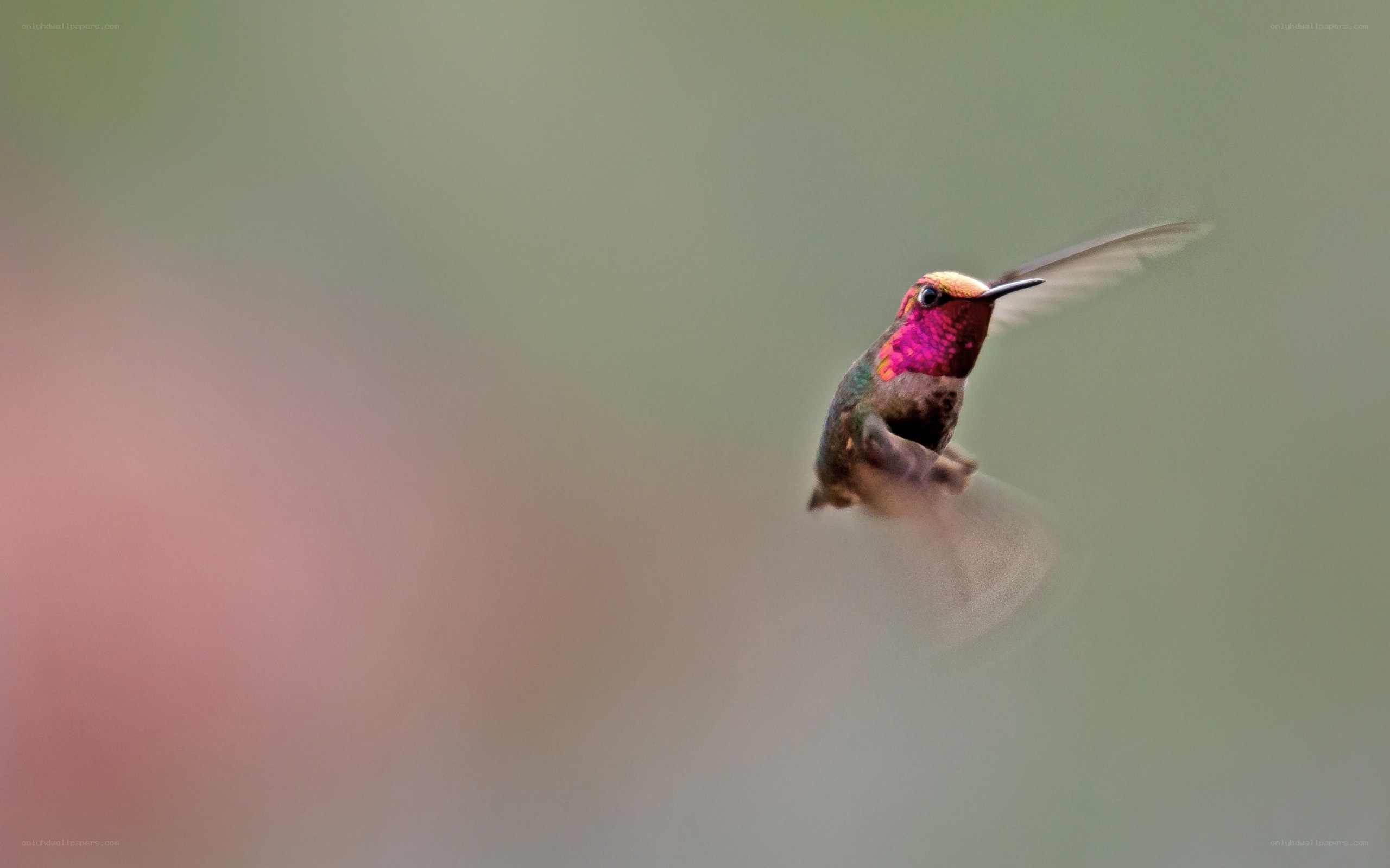 Hummingbird in flight