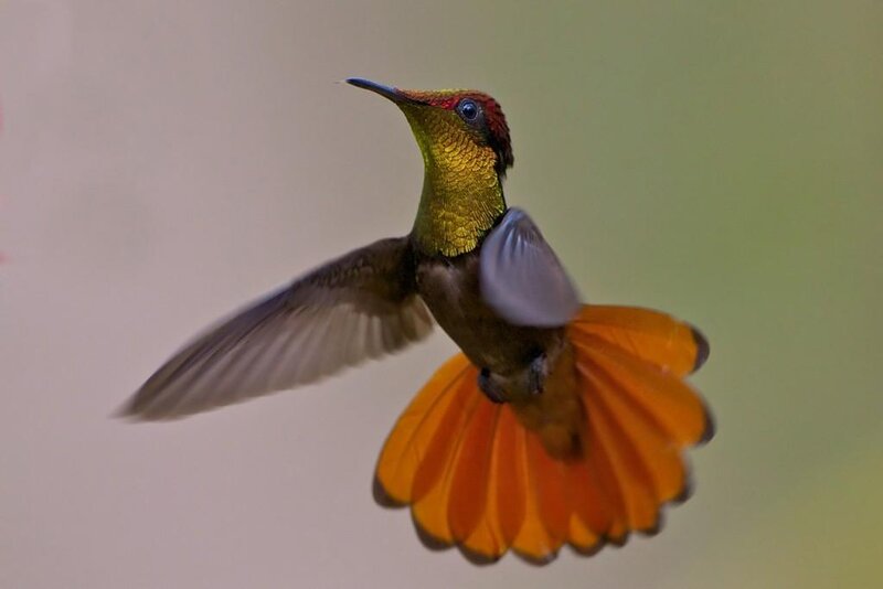 hummingbird in flight