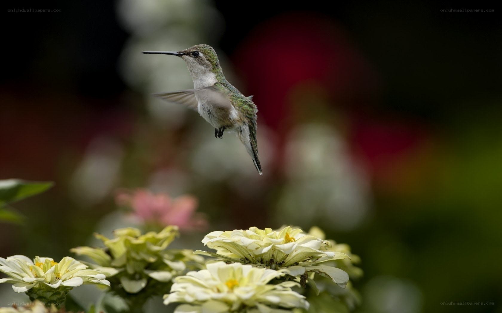 Hummingbird in flight