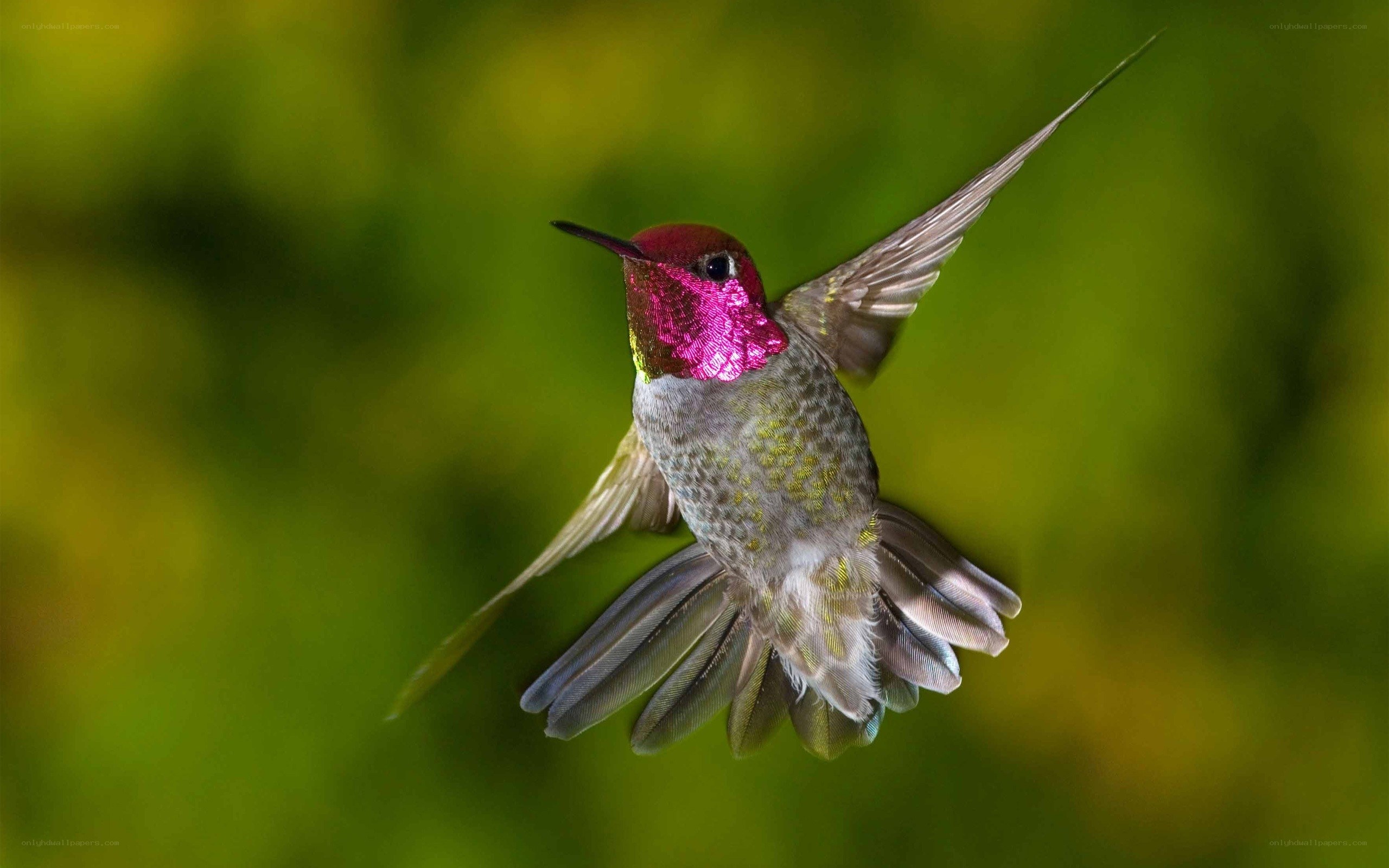 Hummingbird in flight