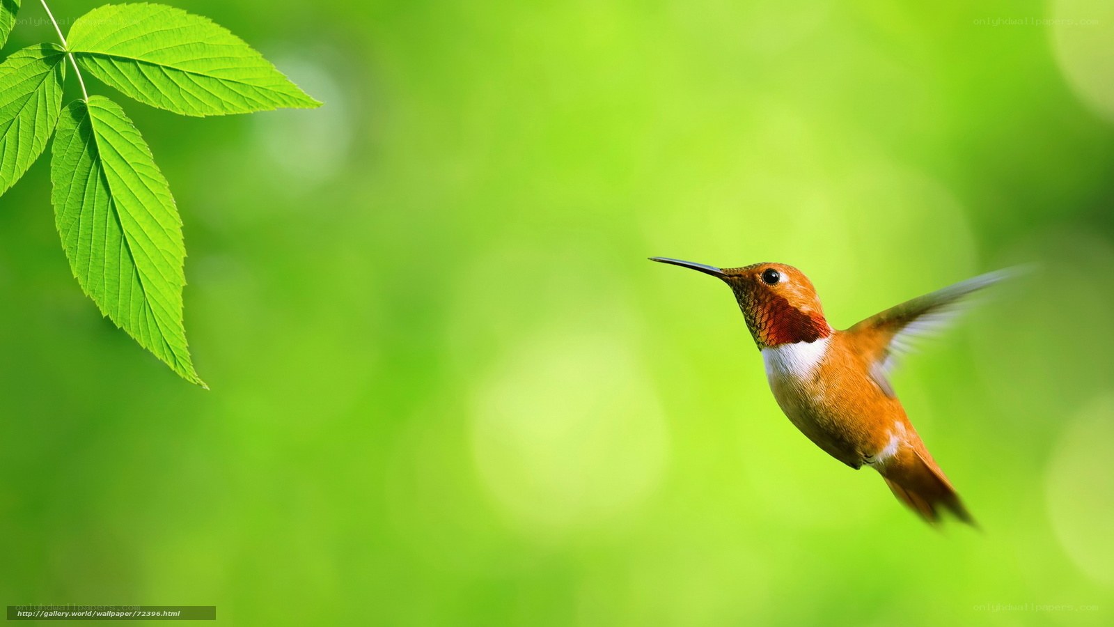 Hummingbird in flight