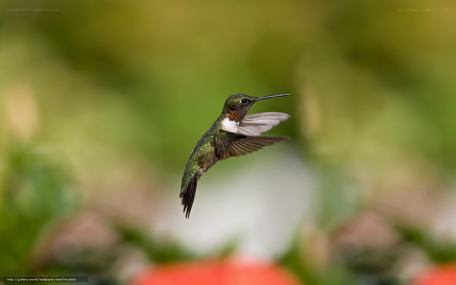 Hummingbird in flight