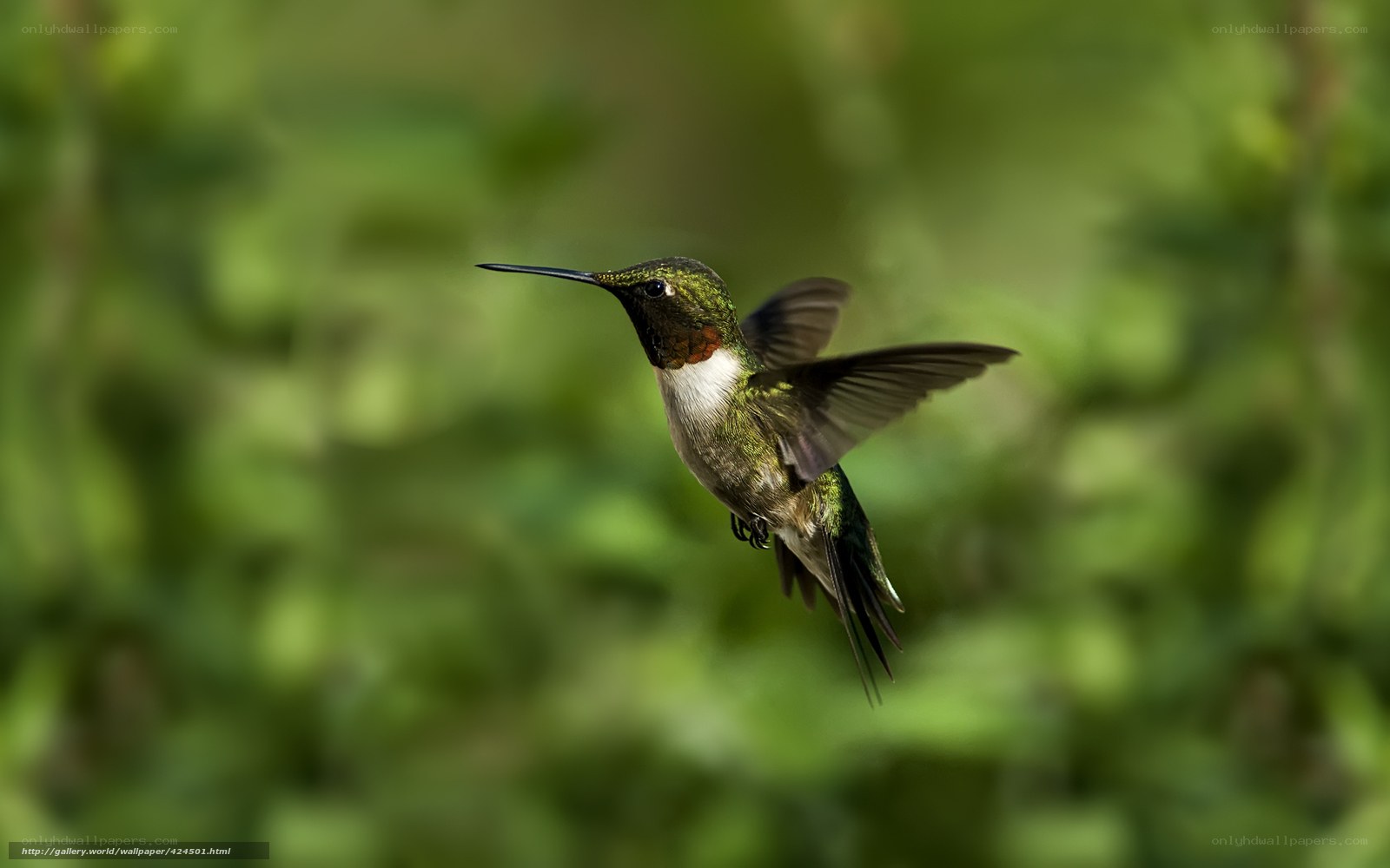 hummingbird in flight
