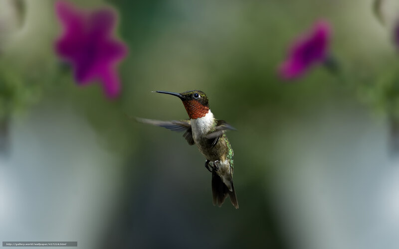 Hummingbird in flight