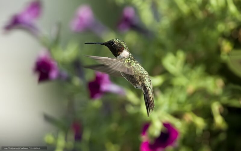 Hummingbird in flight