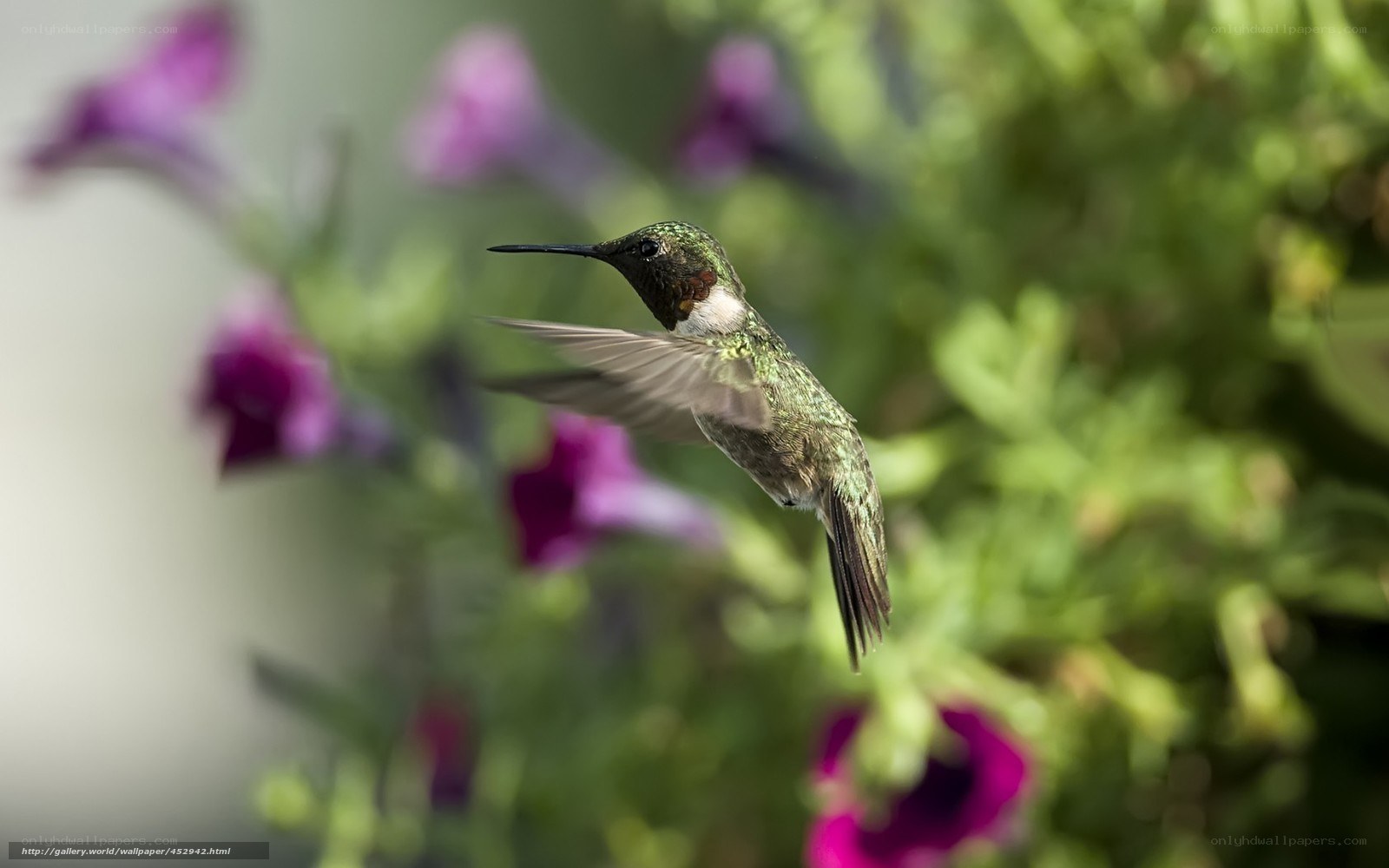 Hummingbird in flight