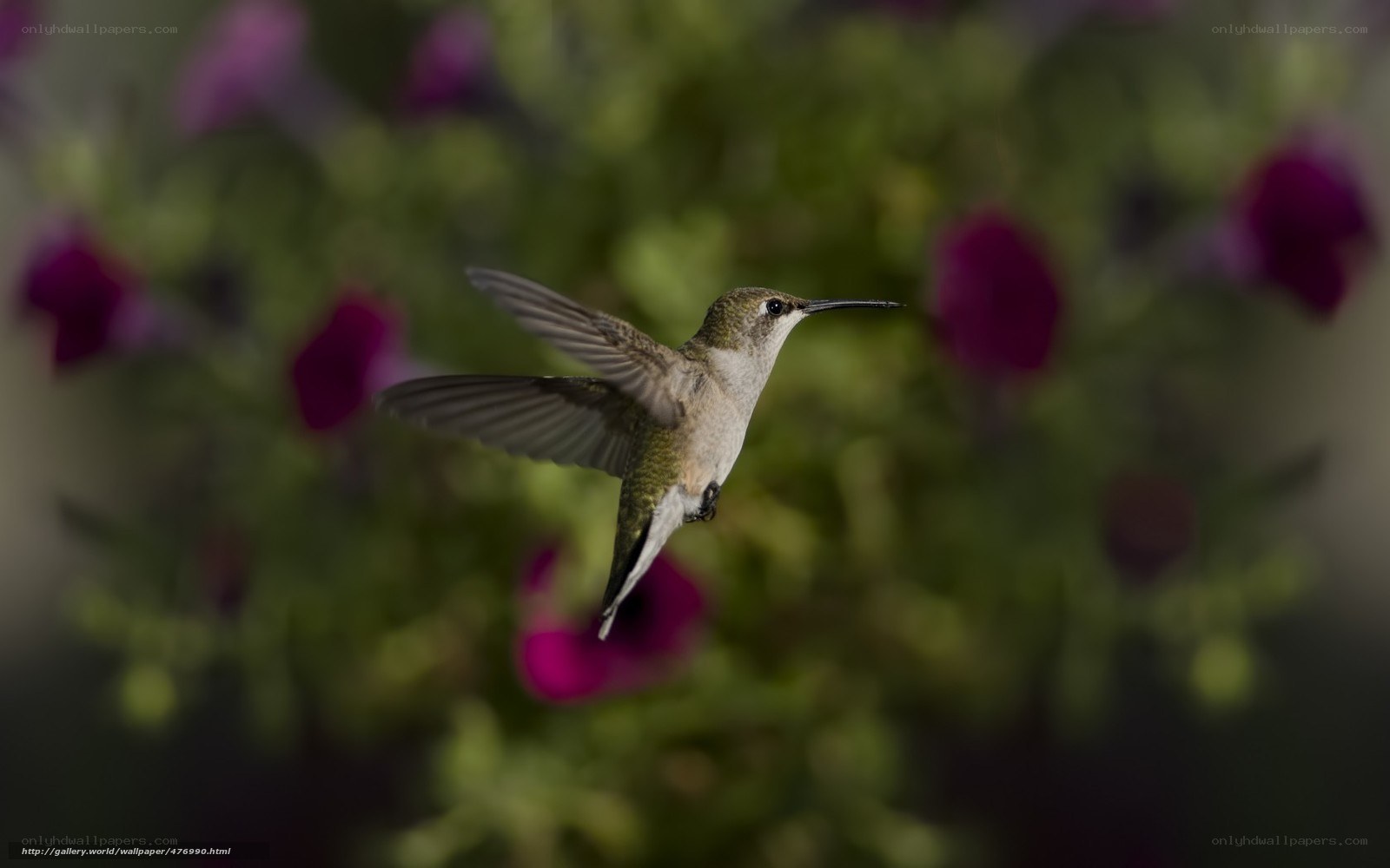 Hummingbird in flight