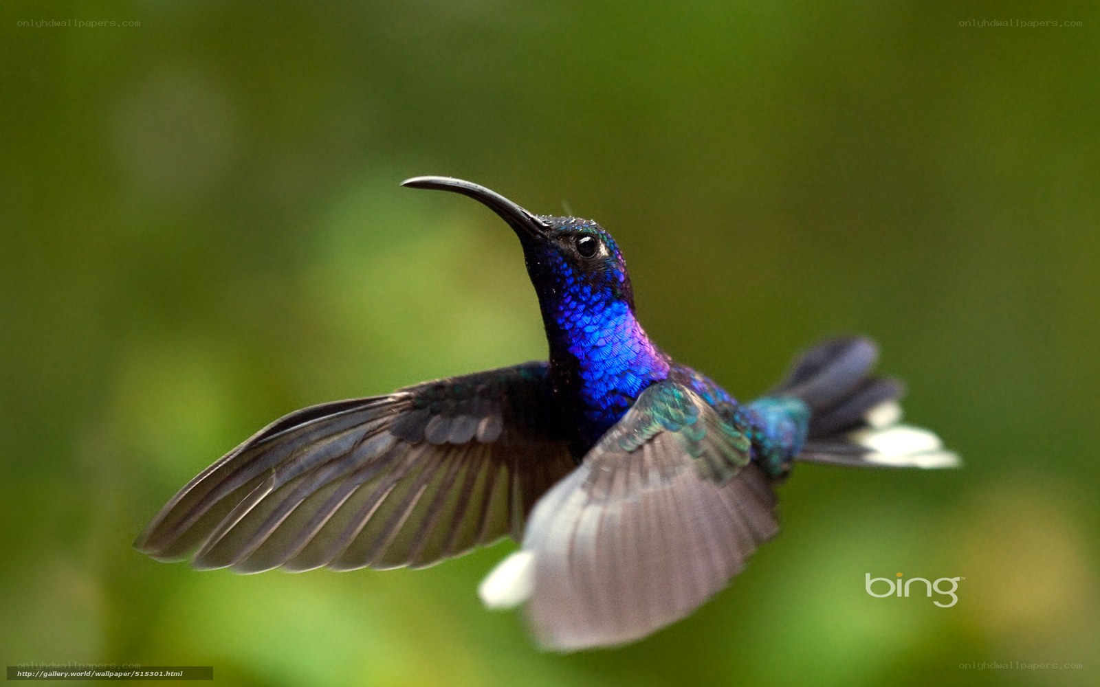 hummingbird in flight