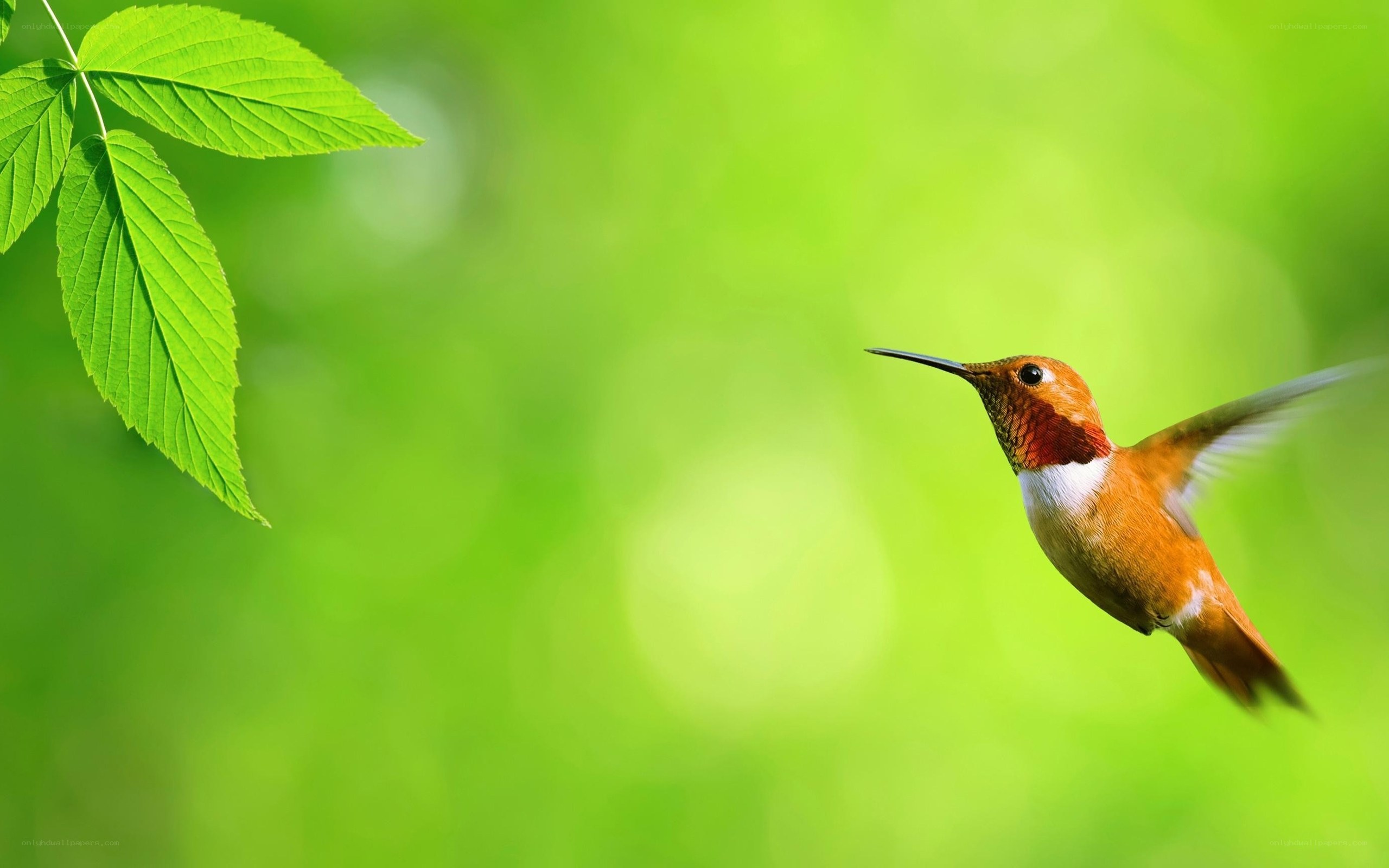 Hummingbird in flight