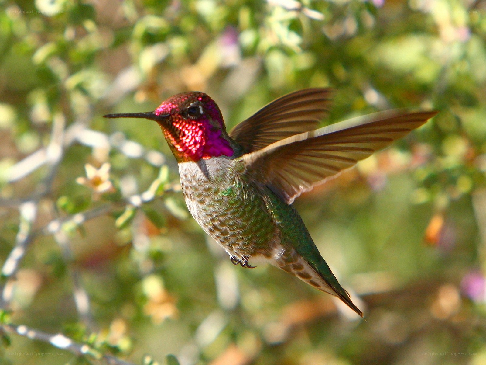 hummingbird in flight