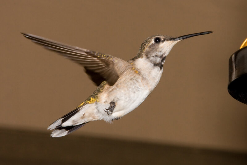 hummingbird in flight