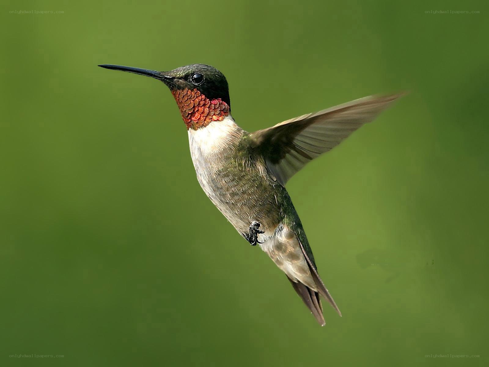 hummingbird in flight
