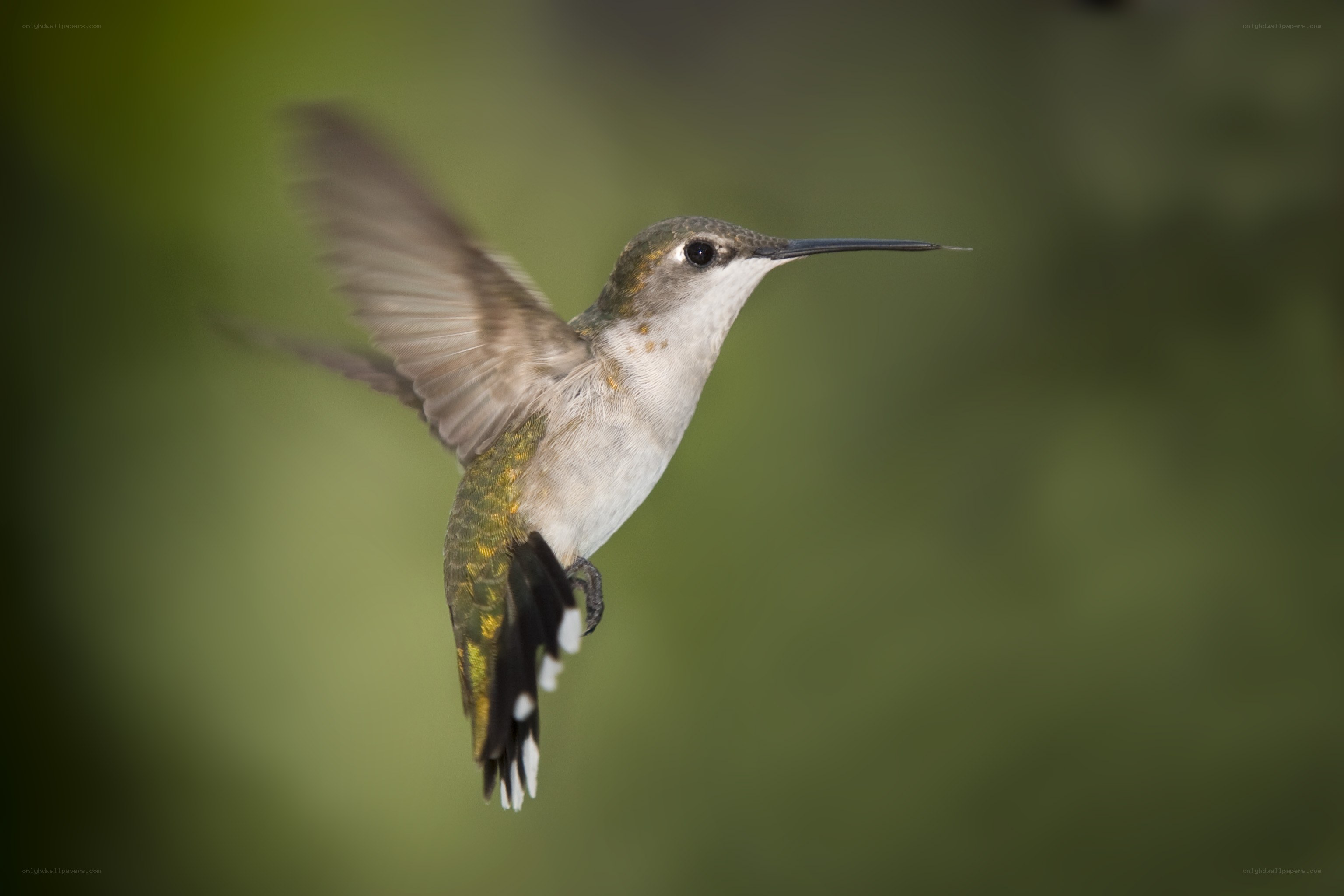 hummingbird in flight