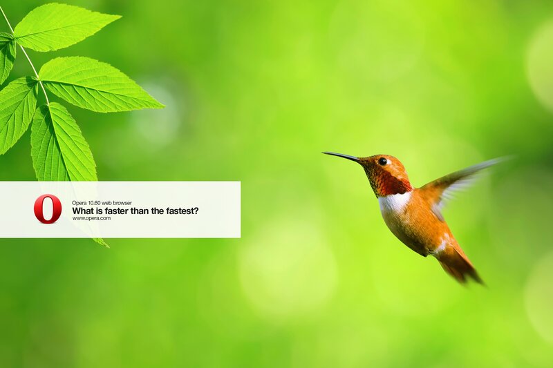 hummingbird in flight